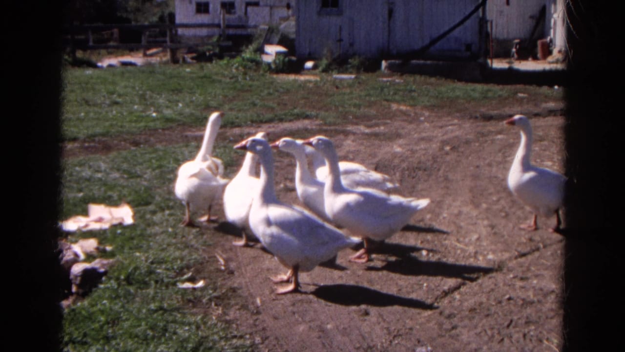 A group of white geese gathers in a farmyard near white buildings and fencing.