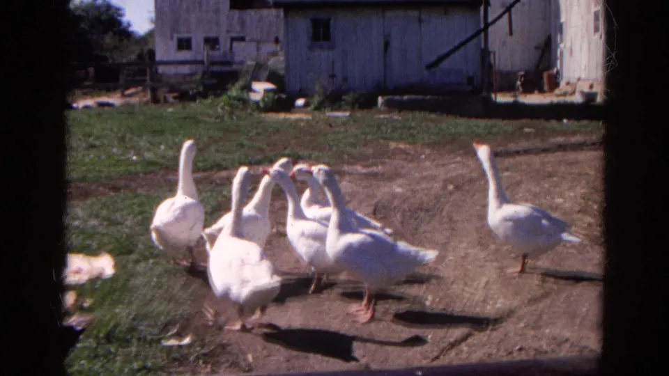 White geese move in a tight group across a rural Wauconda farmyard, with 1968 8mm grain and dark framing visible.