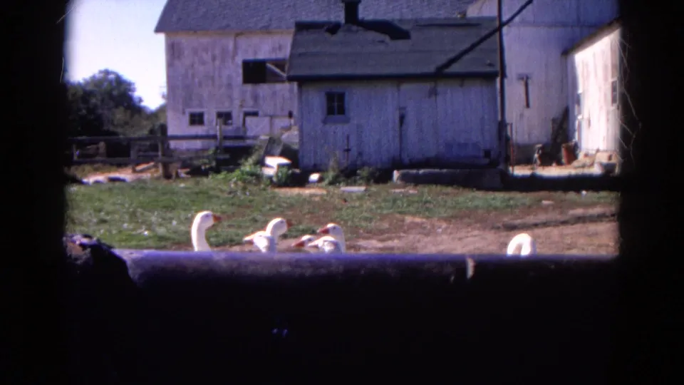 The geese dip behind a dark foreground edge in the 1968 Wauconda farmyard scene, with white outbuildings still visible behind them.