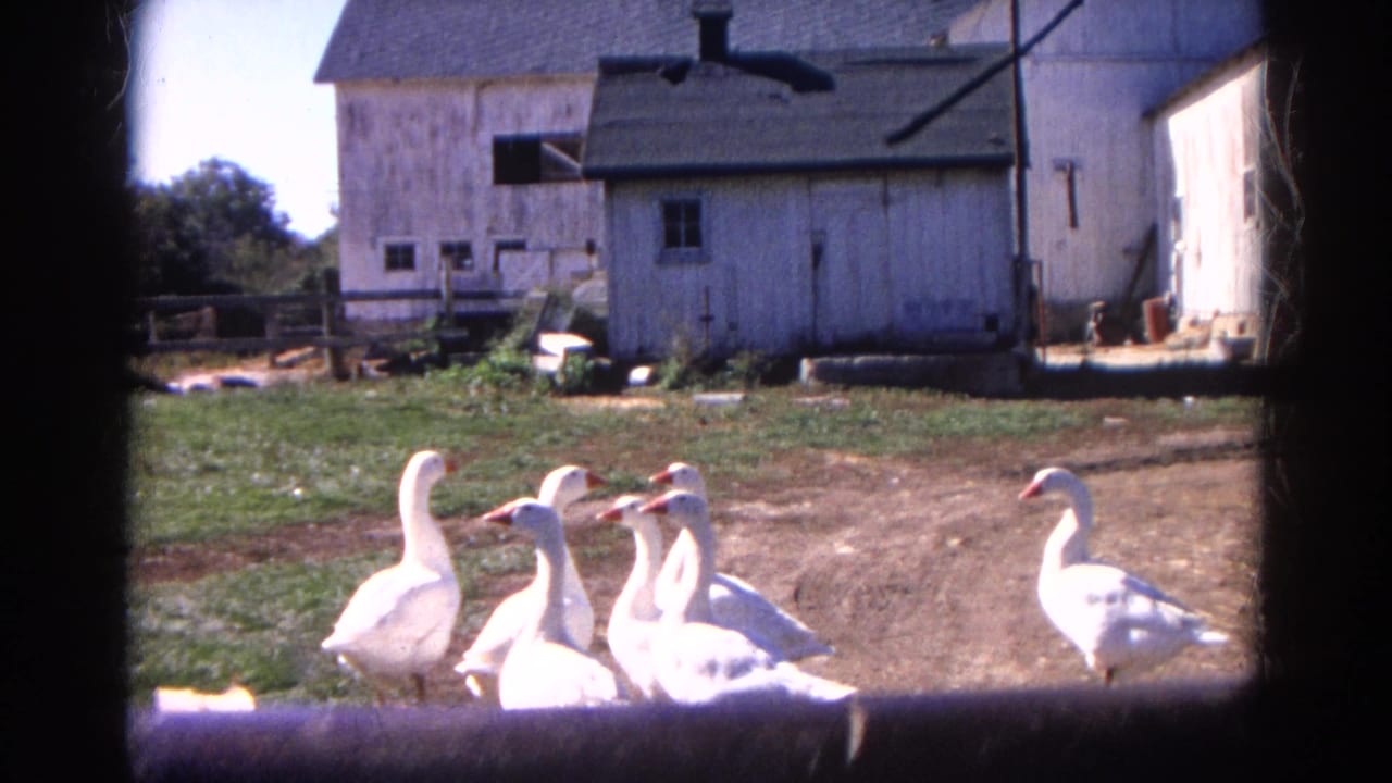 White geese gather in a sunny Wauconda, Illinois farmyard in 1968, with weathered barns and dark film-frame edges visible.