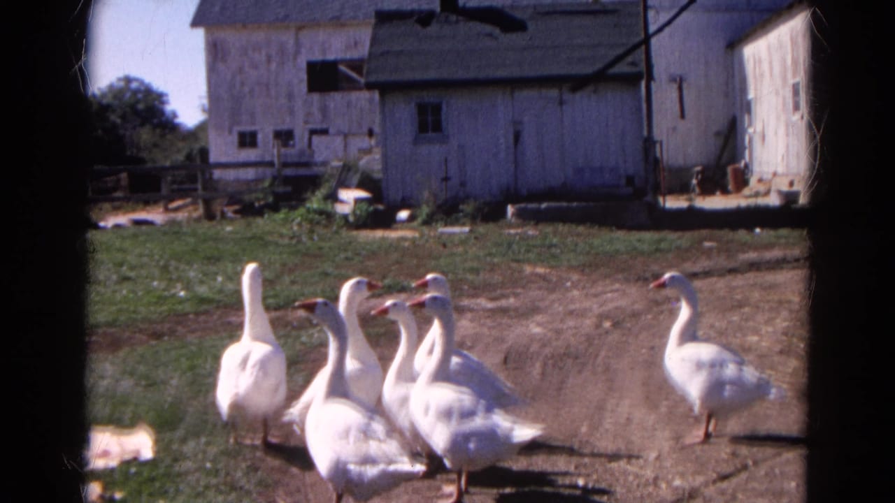White geese move through a dirt and grass farmyard in Wauconda, Illinois, with wooden barns and fencing in the background.