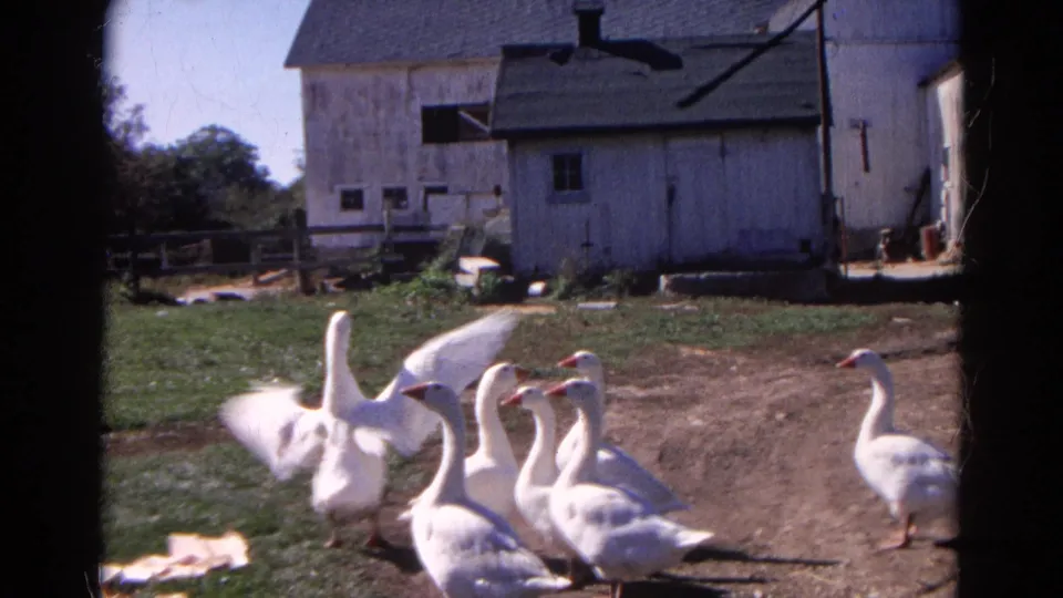 A gaggle of white geese gathers in a 1968 Wauconda farmyard as one bird spreads its wings before weathered wooden barns.