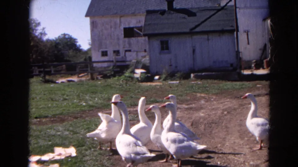 White geese stand and turn in a sunny 1968 Wauconda farmyard, with weathered barns, fencing, and dark 8mm frame edges visible.