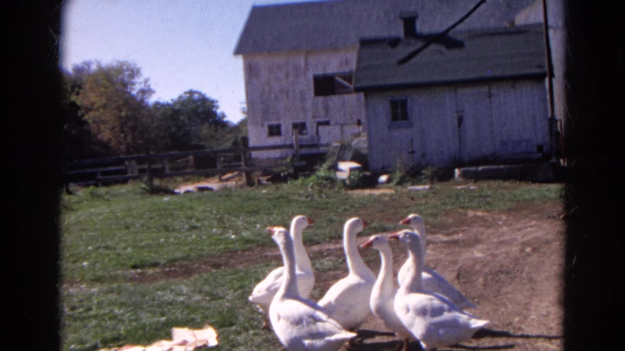 White geese move across a dirt-and-grass farmyard in Wauconda, Illinois, with weathered farm buildings behind them.