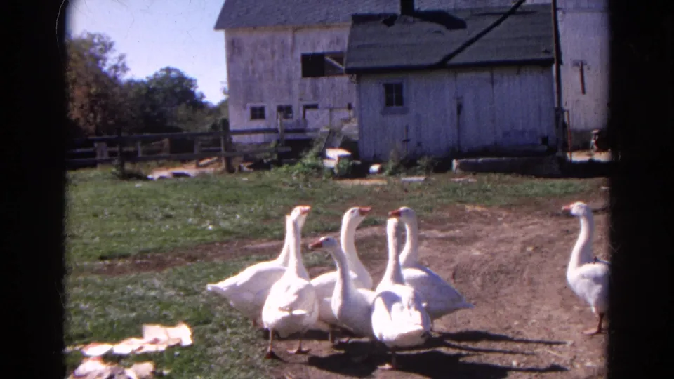 A small flock of white geese gathers in a sunlit Wauconda farmyard, with pale barns and fencing in the background.