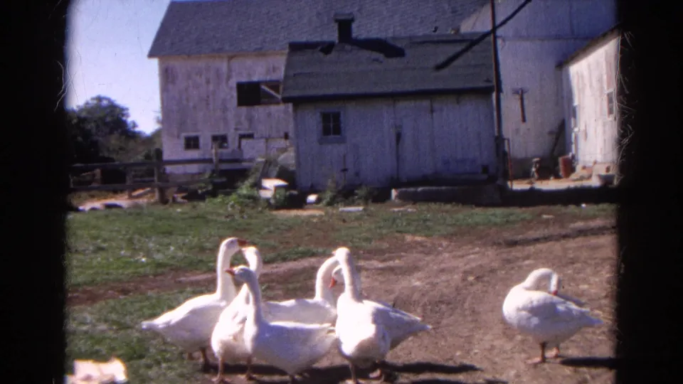 White geese continue across the 1968 Wauconda farmyard, framed by 8mm gate edges and pale wooden structures.