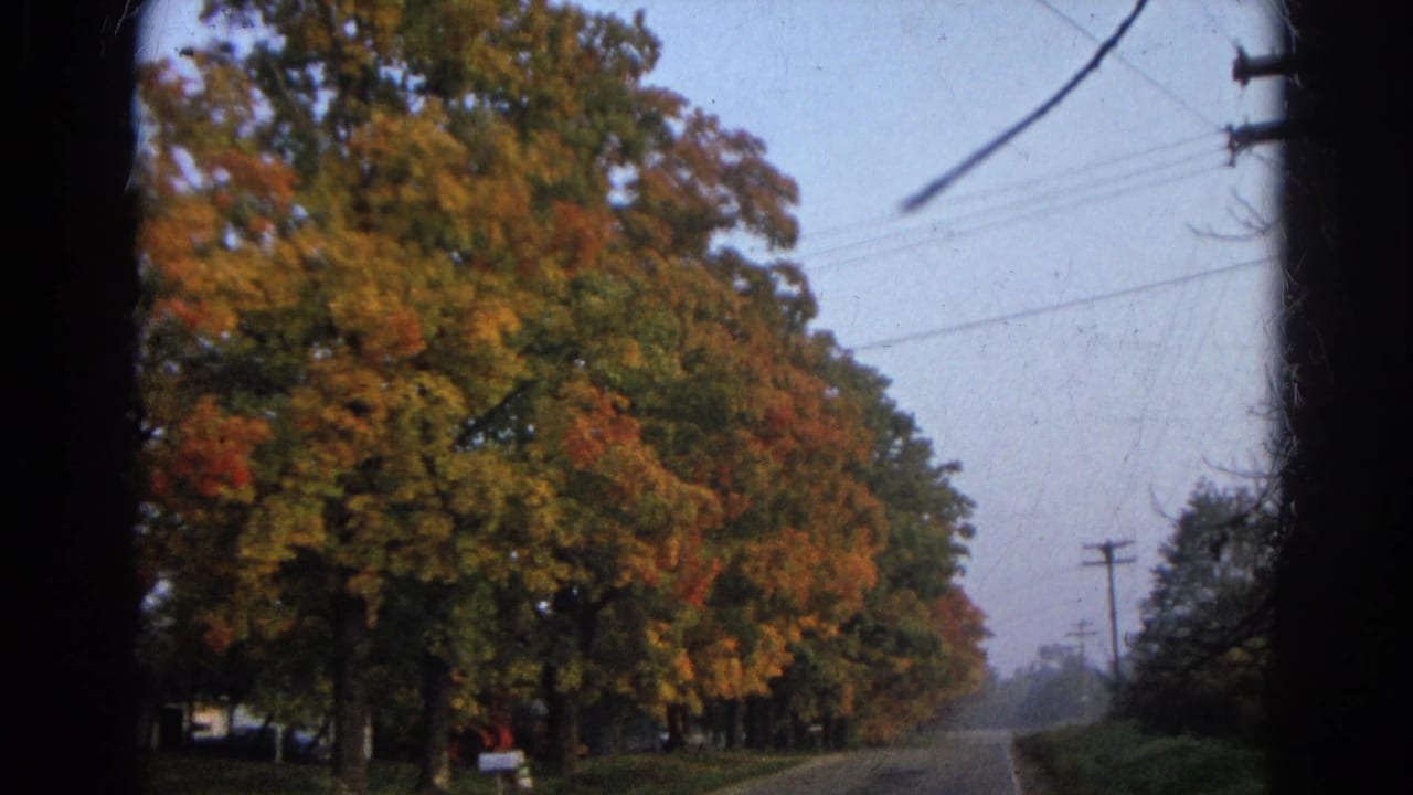 Quiet road lined with large autumn trees, utility poles, overhead wires, and a mailbox.