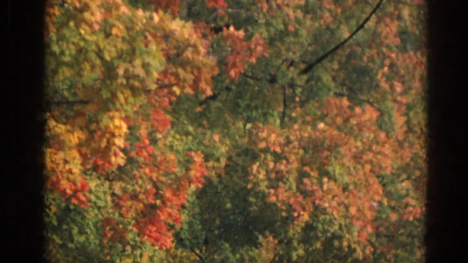 Close 8mm home-movie view of dense autumn foliage in Wauconda, Illinois, with soft focus and warm color.