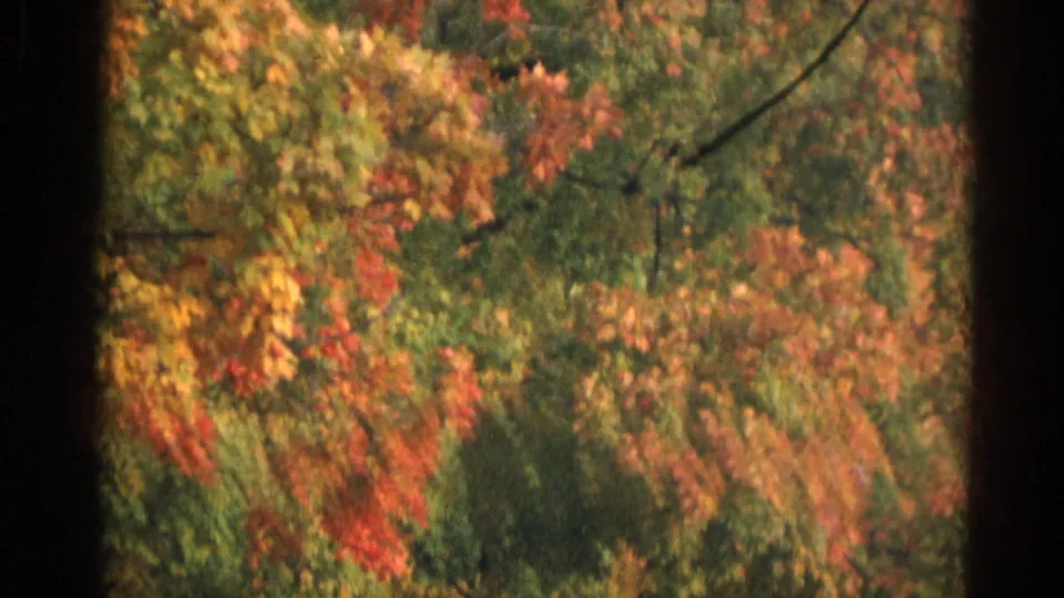 Close 1968 8mm view of roadside autumn leaves in Wauconda, Illinois, with red and yellow foliage filling most of the frame.