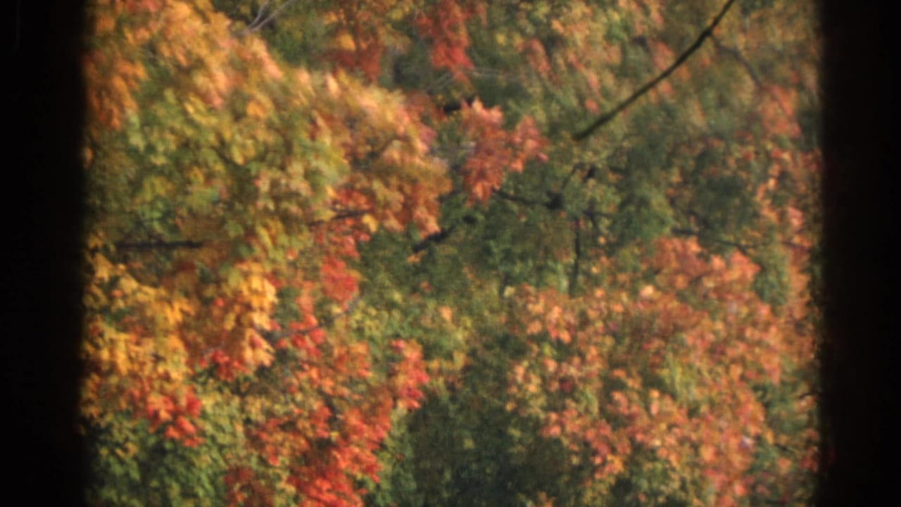 Autumn tree canopy with red, yellow, and green leaves seen through dark film edges.