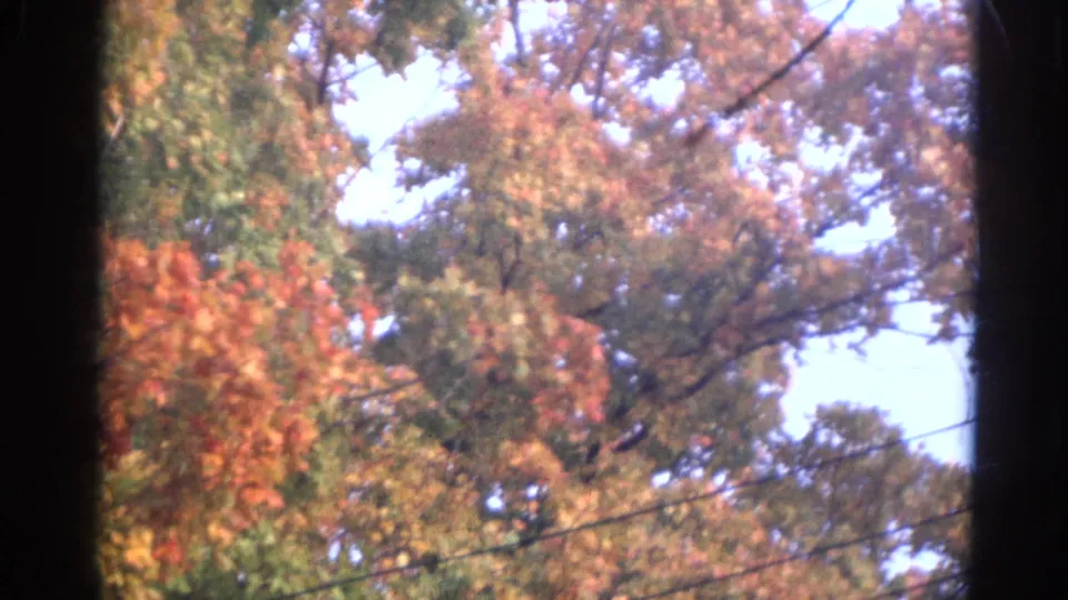 1968 Wauconda, Illinois 8mm view of autumn treetops with utility lines cutting across the sky.