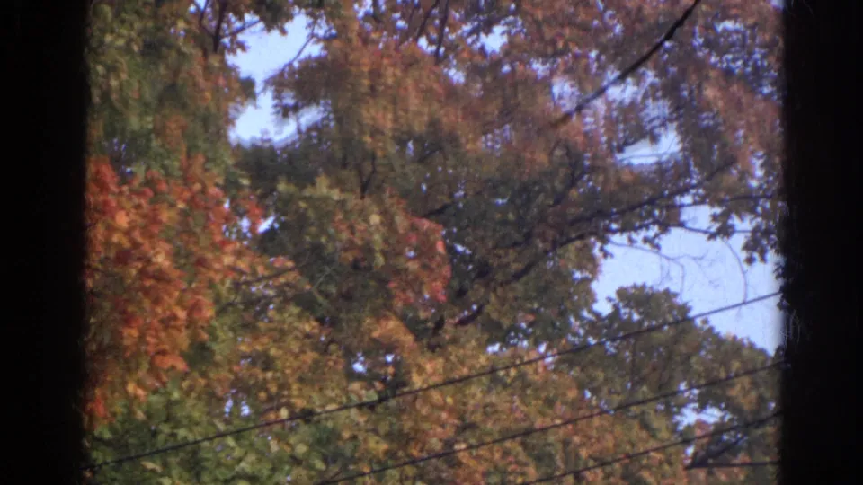 1968 Wauconda, Illinois 8mm frame of mixed green and orange fall leaves with visible utility lines.