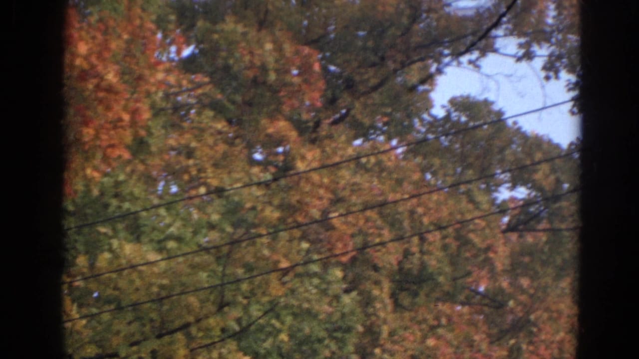 Autumn treetops and utility wires framed by dark vertical edges.