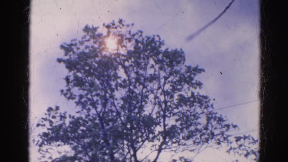 Vintage 8mm view of a tree and sun near the Wauconda, Illinois fire footage, softened by grain and color shift.