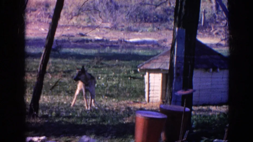 1968 8mm frame from Wauconda, Illinois, with a dog moving away across a grassy yard beside a small doghouse and tree trunks.
