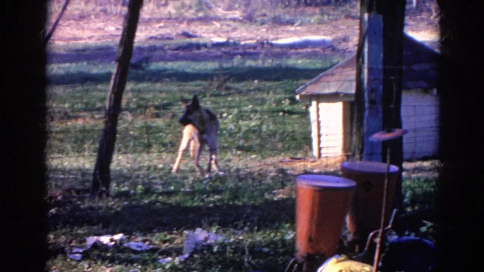 Wauconda, Illinois 8mm home-movie frame showing a dog near a small doghouse, with trees, grass, containers, and scattered yard items visible.