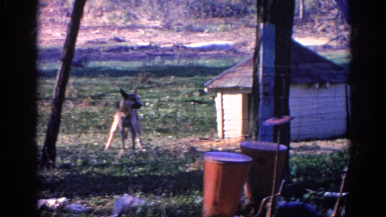 A dog stands alert in a Wauconda, Illinois yard near a small wooden doghouse, with bare trees and 8mm frame shadows visible.
