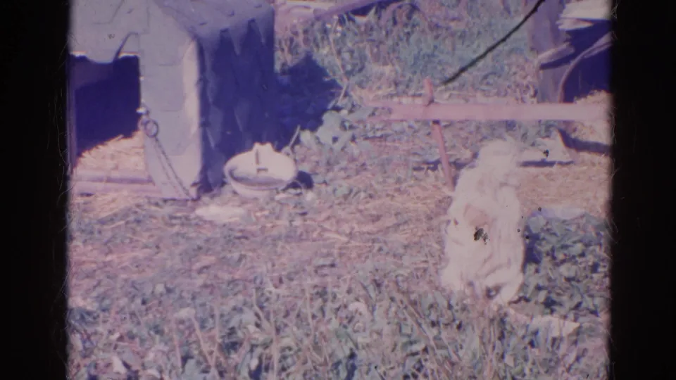 A small white dog appears in a grassy yard area near a low doghouse or shelter in this 1968 Wauconda home-movie frame.