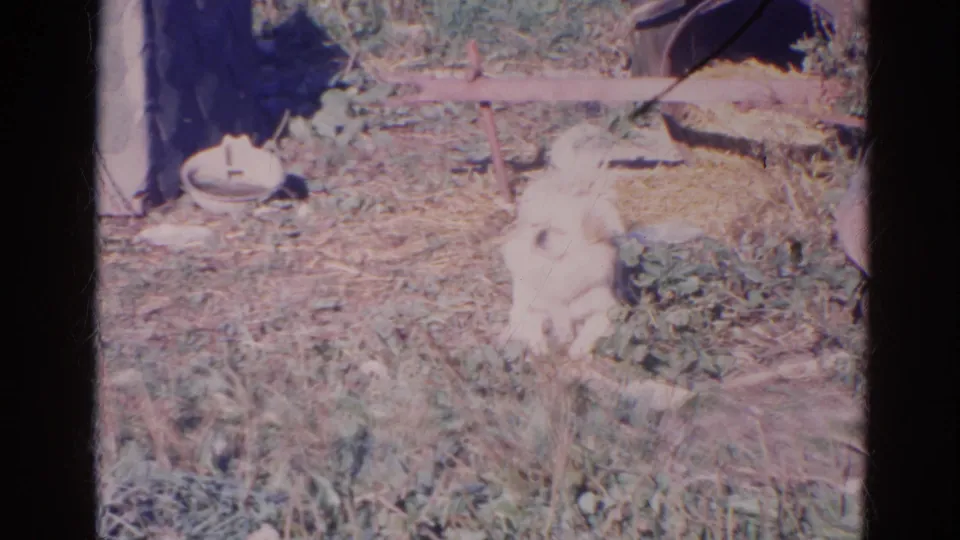 A small white dog sits among grass and plants near a doghouse or yard shelter, with 8mm color fade and frame edges visible.