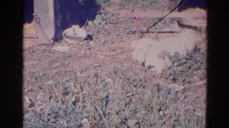 The small white dog moves through a grassy yard area near a low shelter, with faded 8mm color and visible contact-sheet borders.