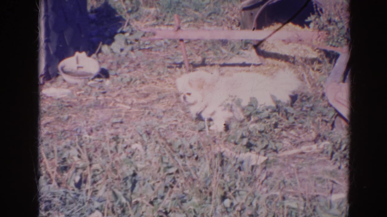 Small fluffy light-colored dog lying in a sunny patch of dry grass and garden plants.