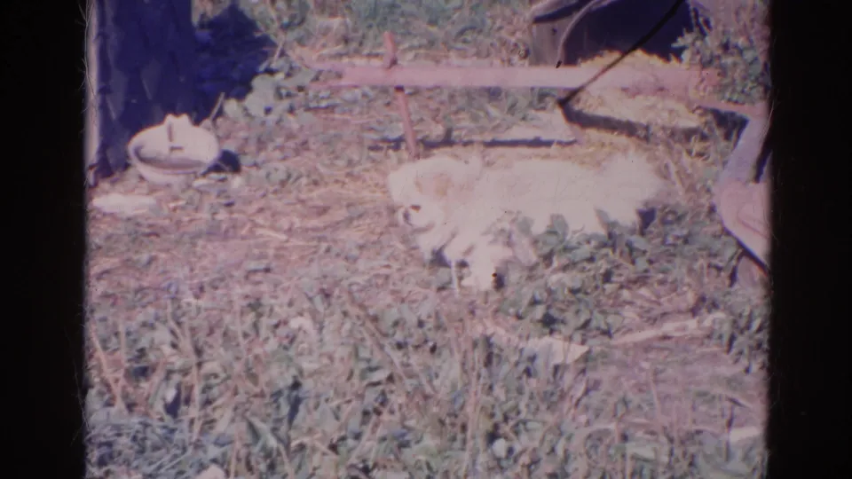 Small beige-white dog resting on dry grass in a sunlit Wauconda, Illinois garden scene from 1968 home-movie footage.