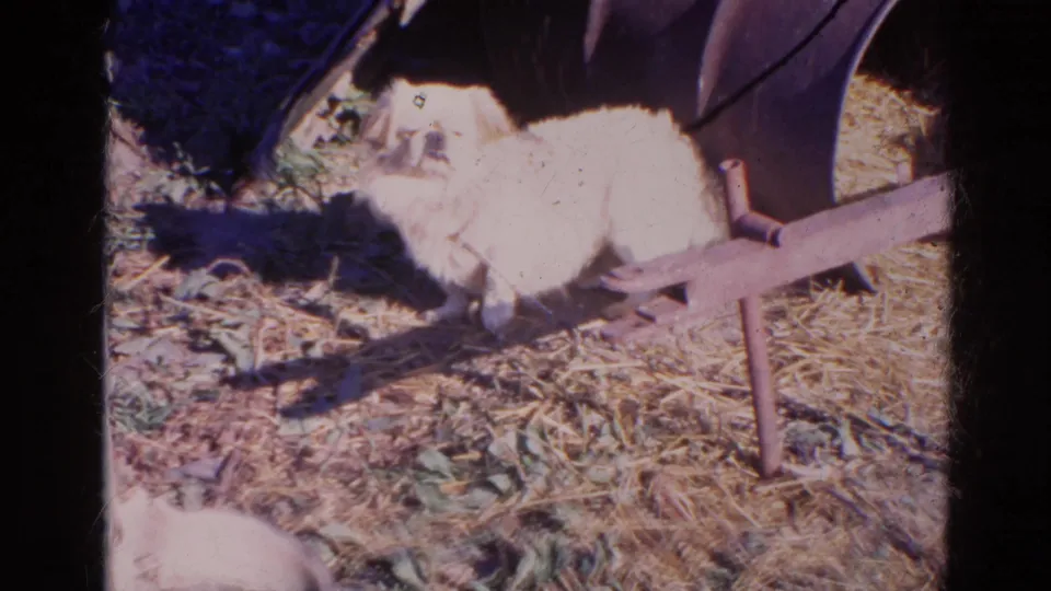 Small fluffy dog near a weathered metal object on straw-covered ground in 1968 Wauconda, Illinois home-movie footage.