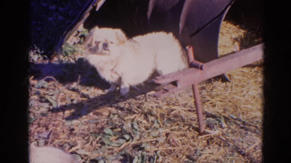 Light-colored dog pauses beside a metal garden or farm object in a bright 1968 Wauconda outdoor home-movie frame.