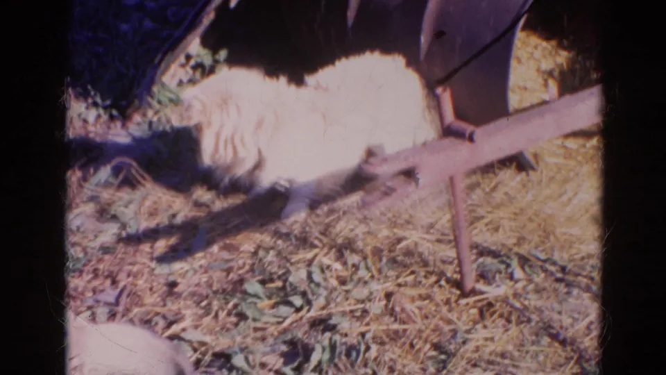Small fluffy dog turns away beside a rust-colored metal frame in a sunlit 1968 Wauconda home-movie yard scene.
