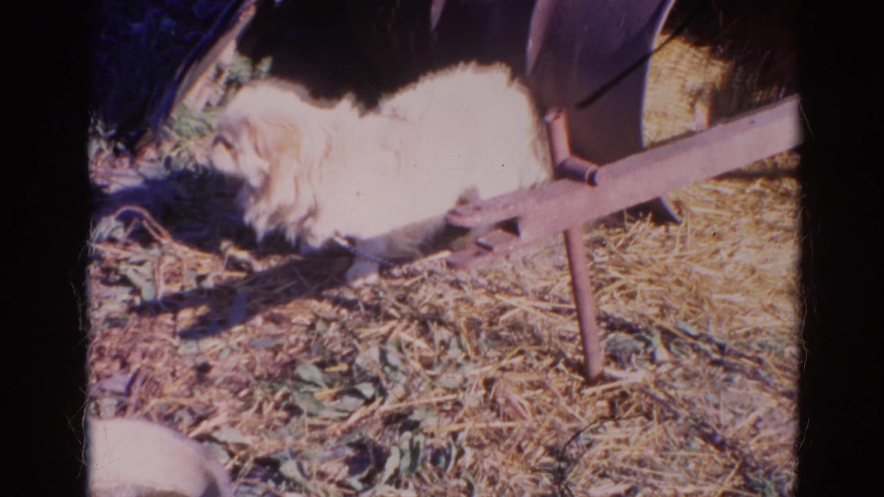 White Pekingese dog lying on straw-covered ground beside a metal frame.