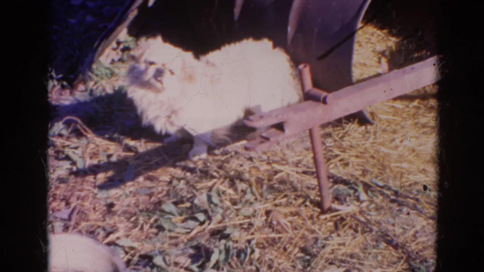 The white Pekingese remains on the straw-covered ground near the metal frame, with bright sunlight and 8mm color fading visible.