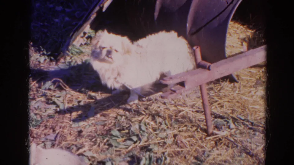 A slightly closer 1968 8mm view shows the white Pekingese tethered in the yard, with straw, leaves, and a rusty frame around it.