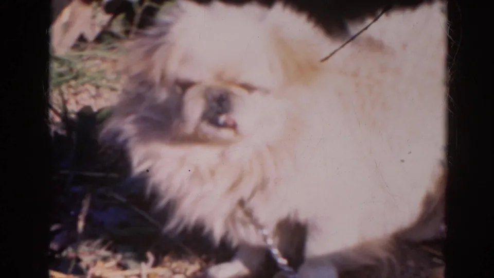 Close 8mm frame of the white Pekingese in Wauconda, Illinois, showing its fluffy coat, dark eyes, nose, and soft faded color.