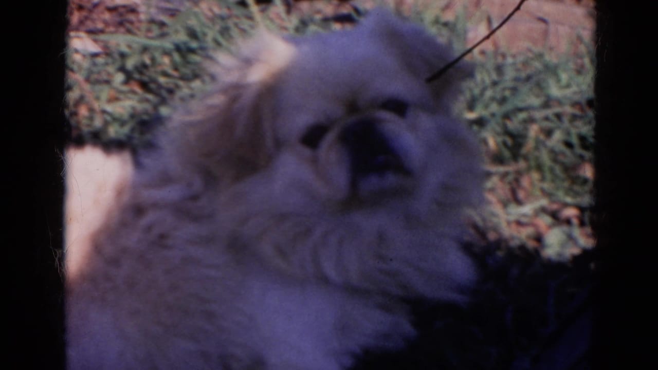 Fluffy white dog sitting in grass and facing the camera in soft 8mm color.