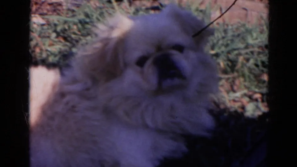 In 1968 Wauconda home-movie footage, a fluffy white dog sits in grass and faces toward the camera in a shaded outdoor frame.