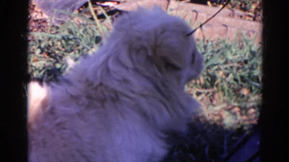 The white dog appears in side profile while seated in grass, with soft 8mm color and a dark vertical film border visible.