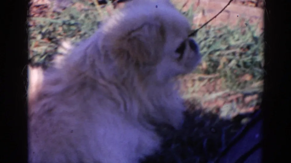 In the 1968 Wauconda clip, the long-haired white dog sits close to the camera in a grassy outdoor setting and looks to the side.