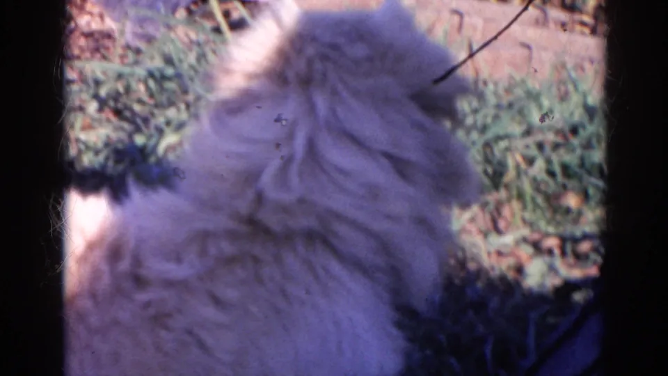 The dog is seen from behind in the final frame, seated in grass with its long white fur catching uneven outdoor light.
