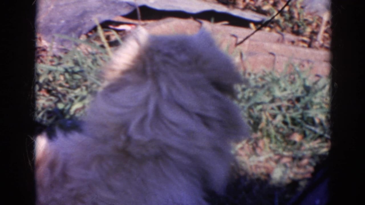 Small fluffy white dog seen from behind in a grassy outdoor area.