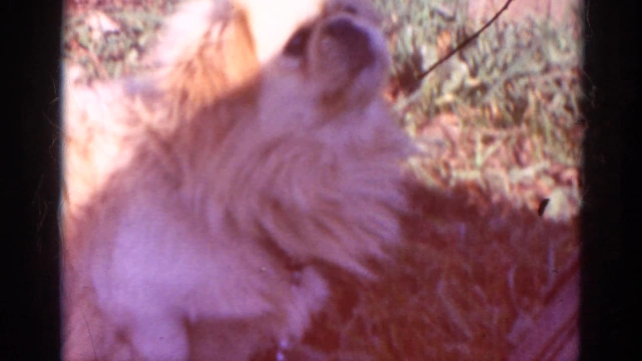 Small white dog in profile on grass, tinted by faded film color.