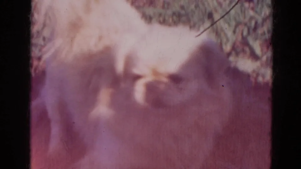 A soft, close 8mm view shows the small white dog low in frame, with grass above and heavy fading across the image.