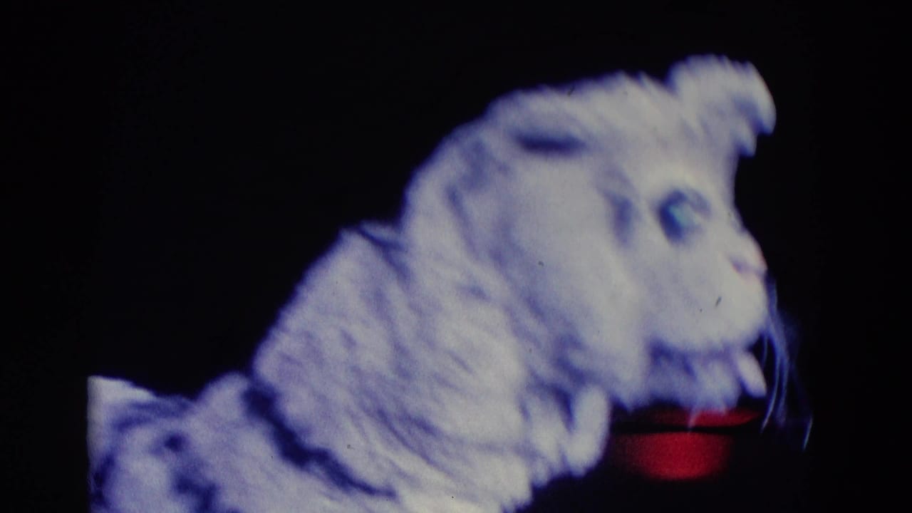 1969 Chicago ice-show frame with a white tiger costumed performer in profile against a dark rink background and blue lighting.