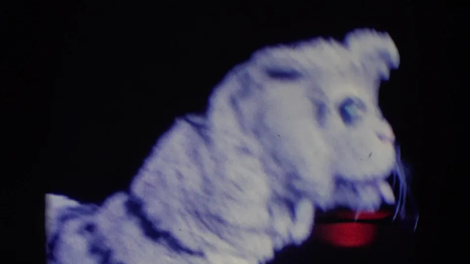 1969 Chicago ice-show frame with a white tiger costumed performer in profile against a dark rink background and blue lighting.