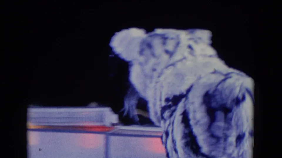 1969 Chicago home-movie frame showing the tiger-costumed skater leaning forward near the rink boards during a theatrical ice performance.
