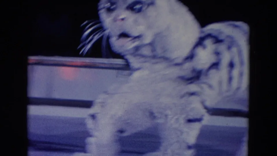 1969 Chicago frame of a white tiger costumed performer beside rink boards, with striped fur, whiskers, and theatrical blue-red lighting visible.