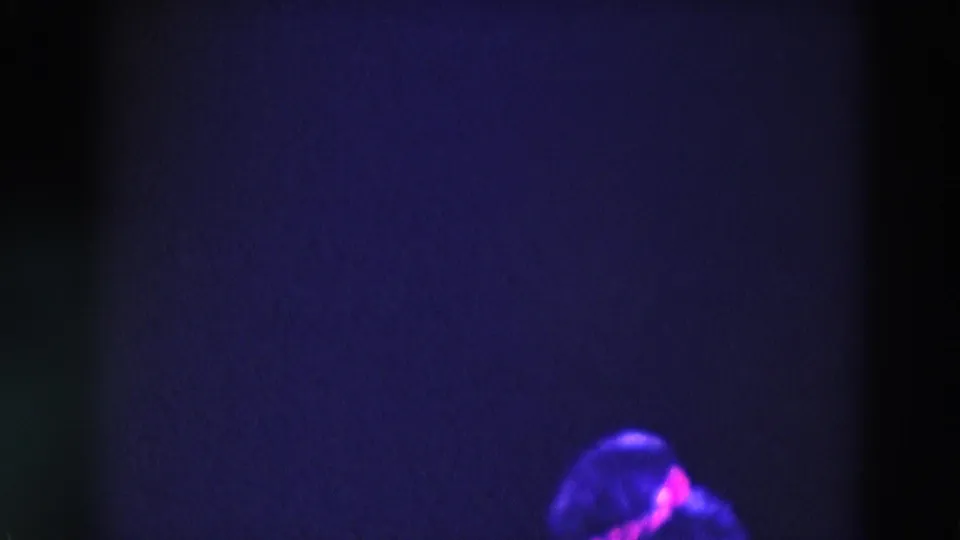 1969 Chicago 8mm frame showing a partially framed performer on a dark stage under purple-pink light.