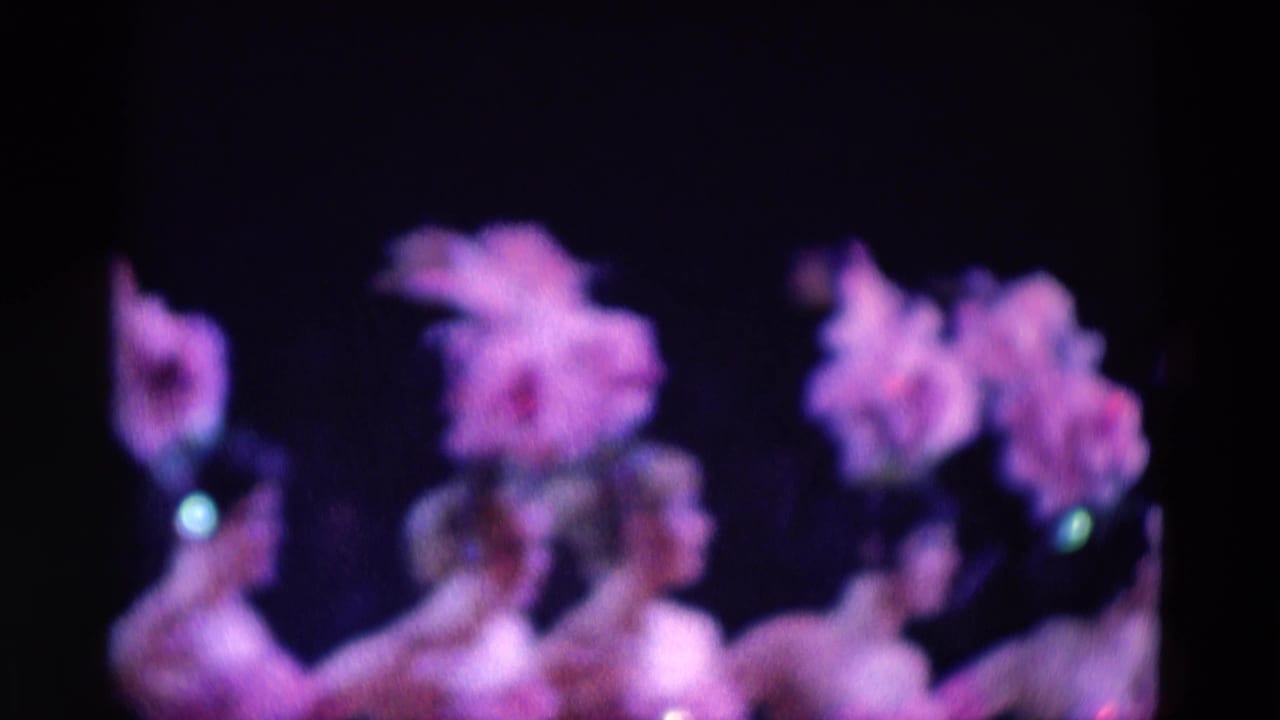 Dancers with feathered hats perform under purple stage lighting.