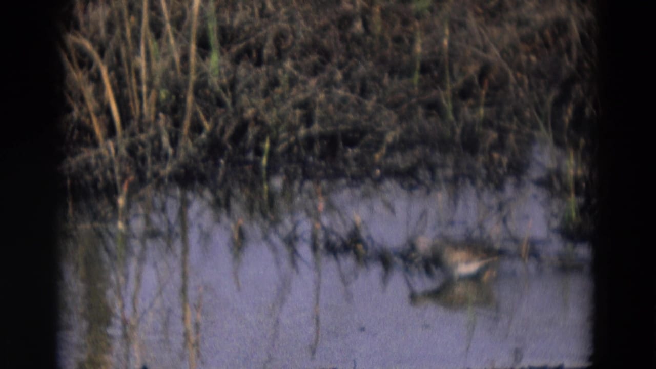 Small bird at the edge of shallow marsh water in 1969 Chicago 8mm footage, surrounded by reeds and muddy bank.