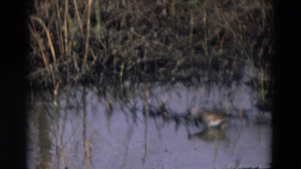 Small bird at the edge of shallow marsh water in 1969 Chicago 8mm footage, surrounded by reeds and muddy bank.