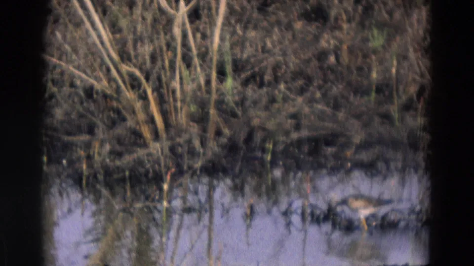Reeds and still marsh water fill the frame as a small bird appears near the shoreline in 1969 Chicago home-movie footage.